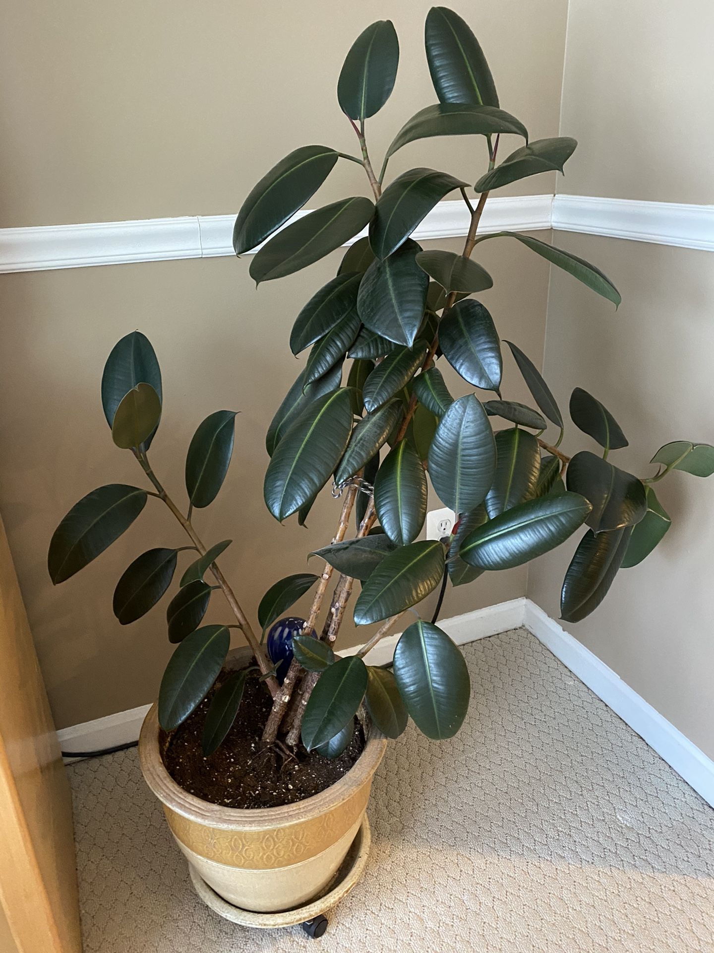 FREE rubber tree plant with pot on casters and watering globe