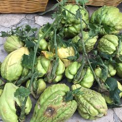 Chayote Organico Para Sembrar Listos Para Recoger $5 Por El Homedepot Slauson Ave /western Ave 