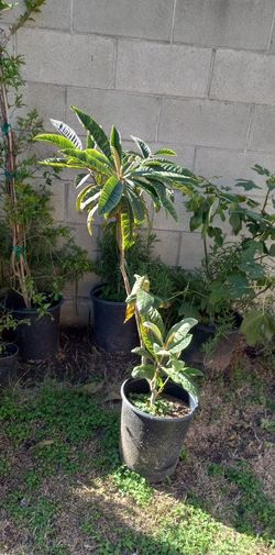 Arboles Frutales