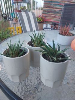 Haworthia Succulents in White Ceramic Pots