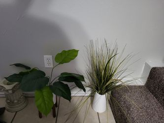 2 Plants That Look Real