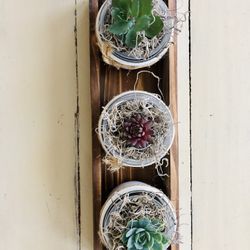 Adorable Succulents In Wooden Box 💚🤍💚
