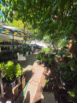 Plants and cactus