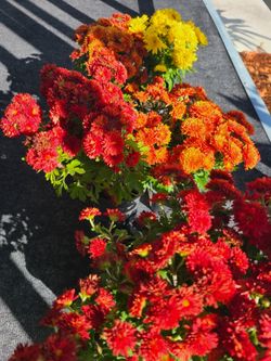 Seedlings
