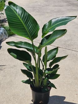 Bird of Paradise houseplants