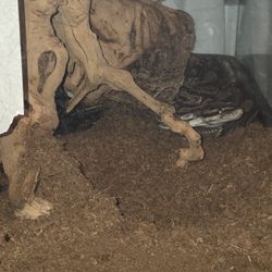 Reptile Encloser Full Python Setup