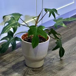 Philodendron Florida Beauty 