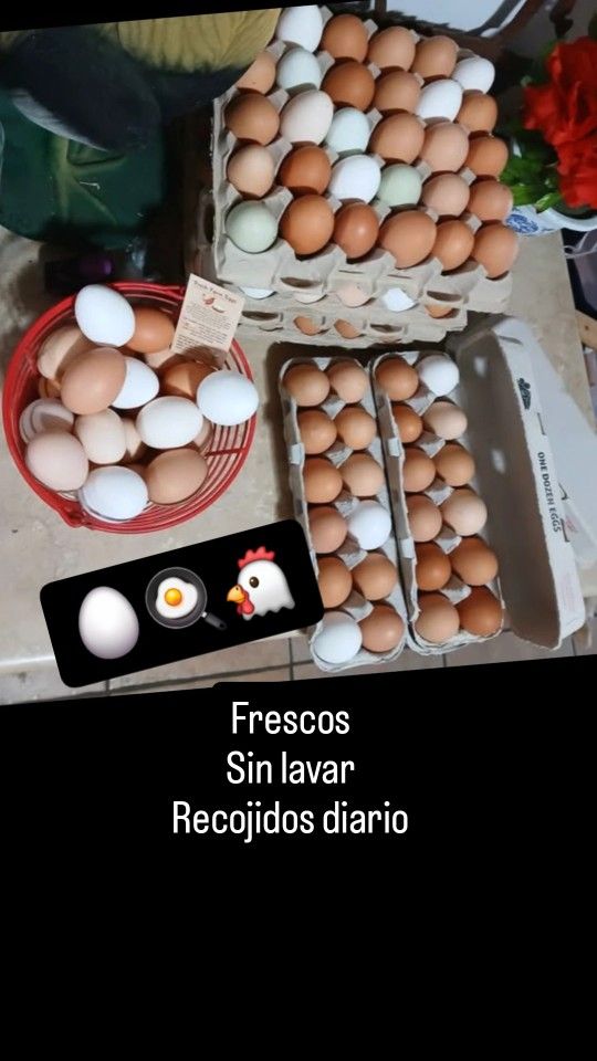 Fresh Farm Eggs / Huevos Fresco 