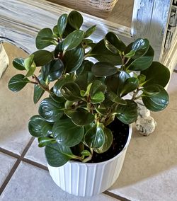 🌿Super Hardy Peperomia Rubber Plant 6” NURSERY Pot🌿$15 EACH🩷