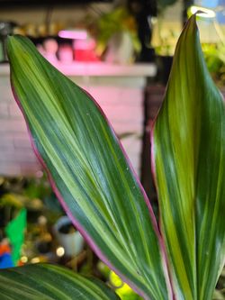 Cordyline fruticosa 'Kiwi' (Hawaiian Ti Plant).