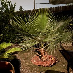 Fan Palm Tree (you Dig. Planted This Spring)