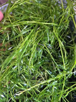 Free water plants from my pond