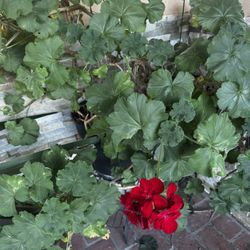 The flower (and plant) in your photo is a geranium, specifically a zonal geranium (botanical name Pelargonium × hortorum or similar hybrid, often just