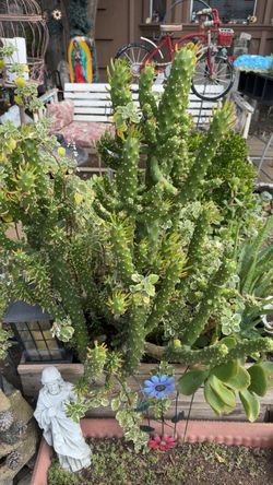 Beautyfull cactus plant