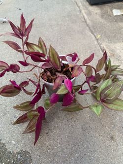 Tradescantia