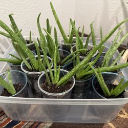 Aloe Vera Plants