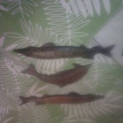 Wooden Fish Wall Decor 