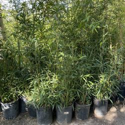 Bamboo Plants- Multiple Varieties Available- 5 Gallon Size- Approximately 4-6 Feet Tall 