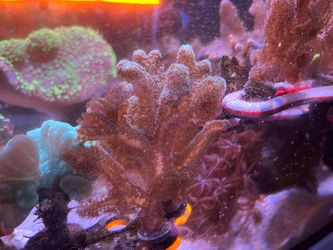 Decoration Coral “Green birds nest mini colonies”