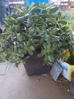 Planta de jade en macera grande