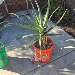 Large Hercules aloe