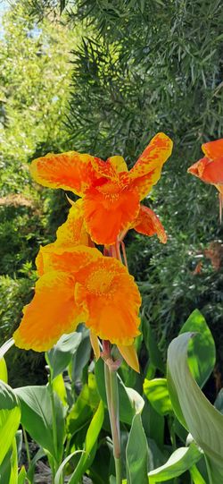 VIBRANT, multi-colored, LIVE CANNAS!