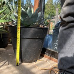 Whales Tongue Agave 
