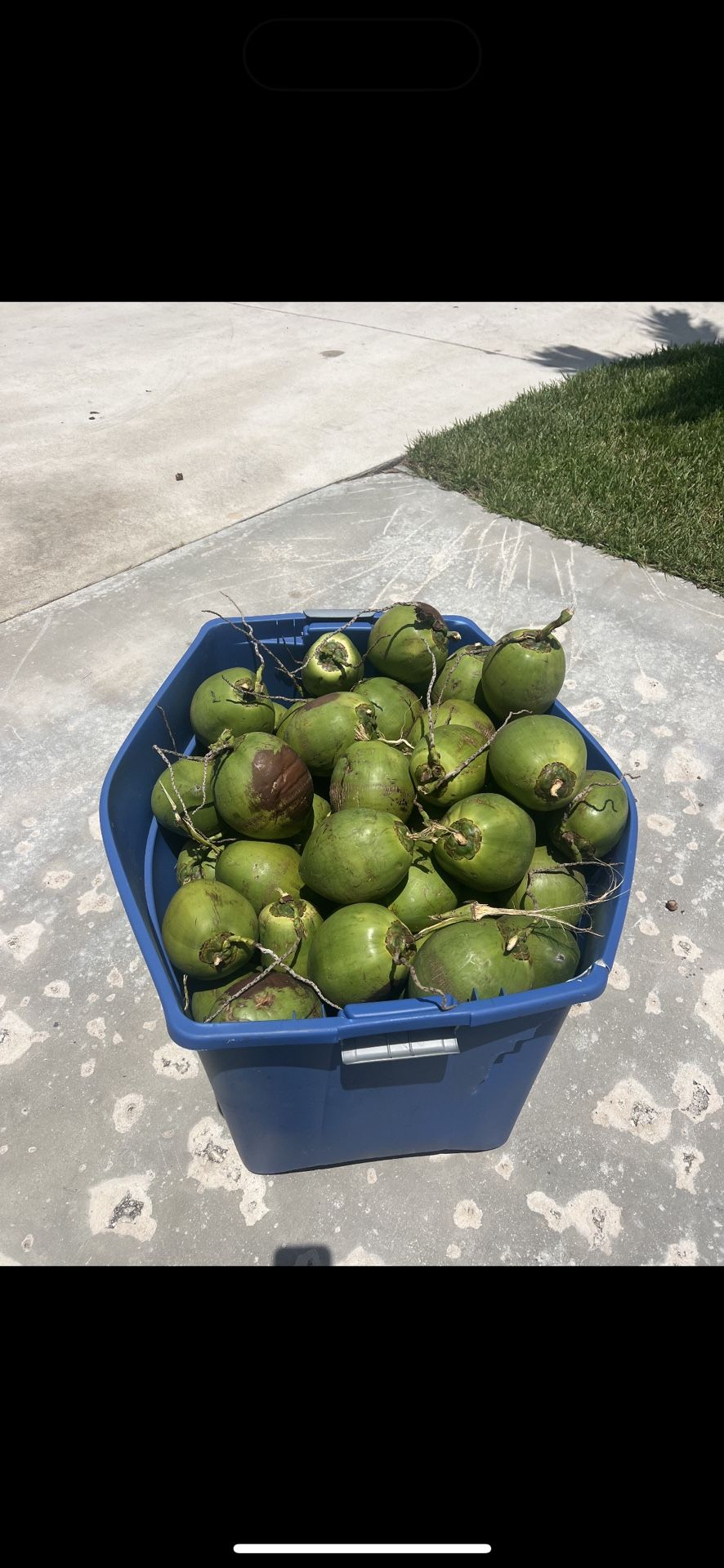 Coconuts