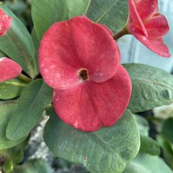 Corona De Cristo/Crown Of Thorns 