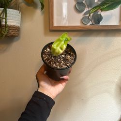 Florida Beauty Philodendron 