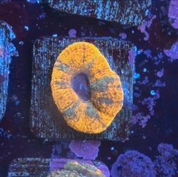 Orange Asian Acan Display Decor