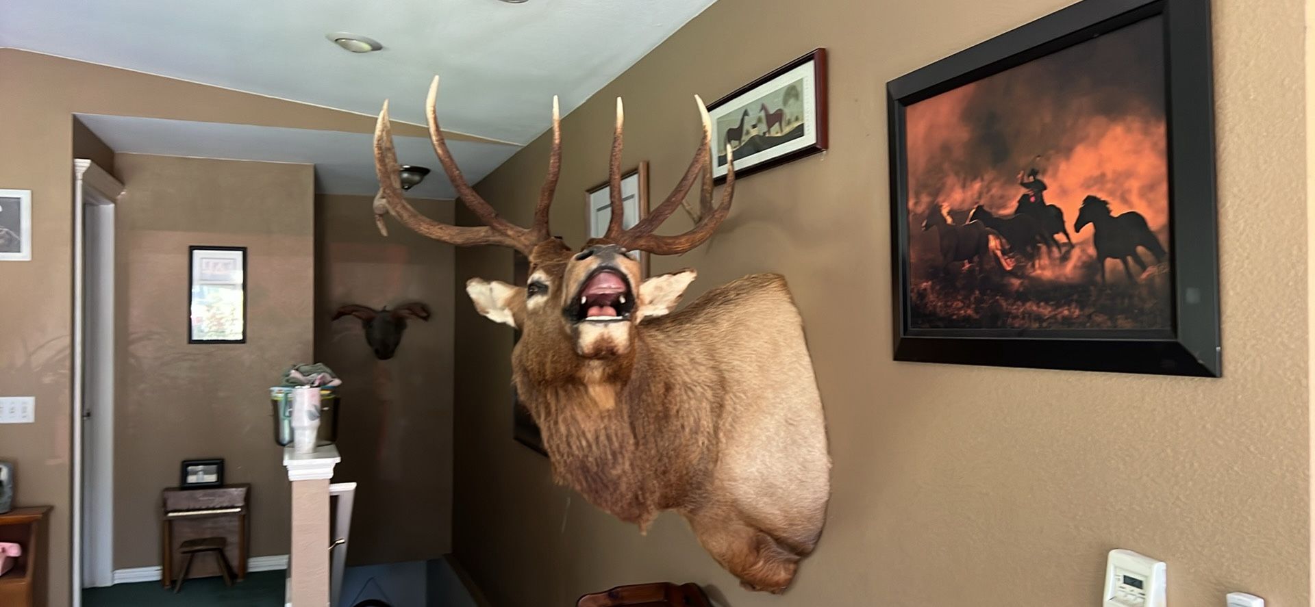 Elk Mount