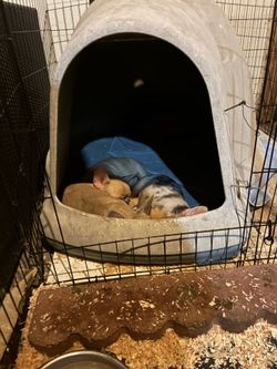 dog house used
