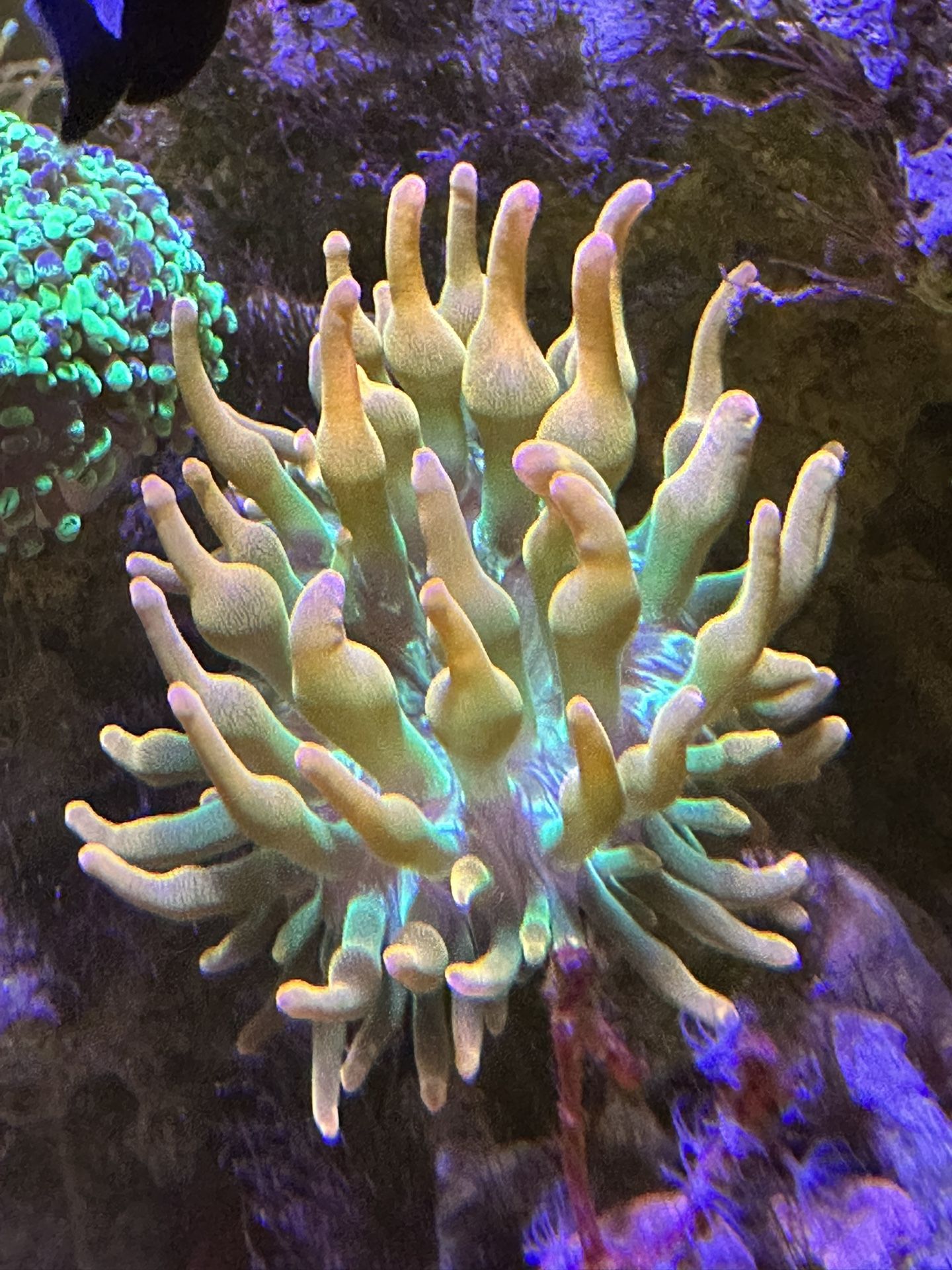 Fake Sunburst Anemone