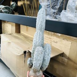 Euphorbia Abdelkuri Cluster Imported