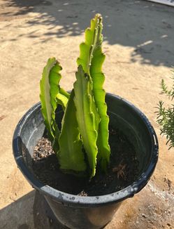Dragon Fruit Plant / White $10