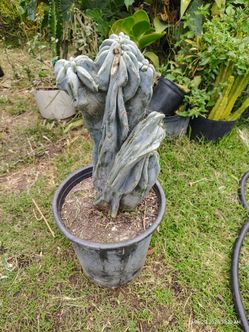 Monstroses proven apple cactus plant