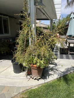 Elephant Bush