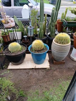 Cactus