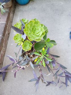 Succulent