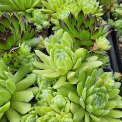 Sedum Perennials In "4" Pot