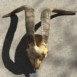 Vintage Skull 100.00