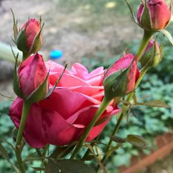 Coral Rose Beautiful Perennial Plant.