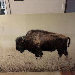 48x36 BUFFALO GLASS PICTURE
