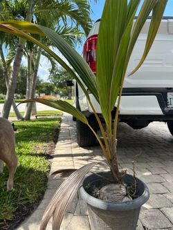 Coconut palm