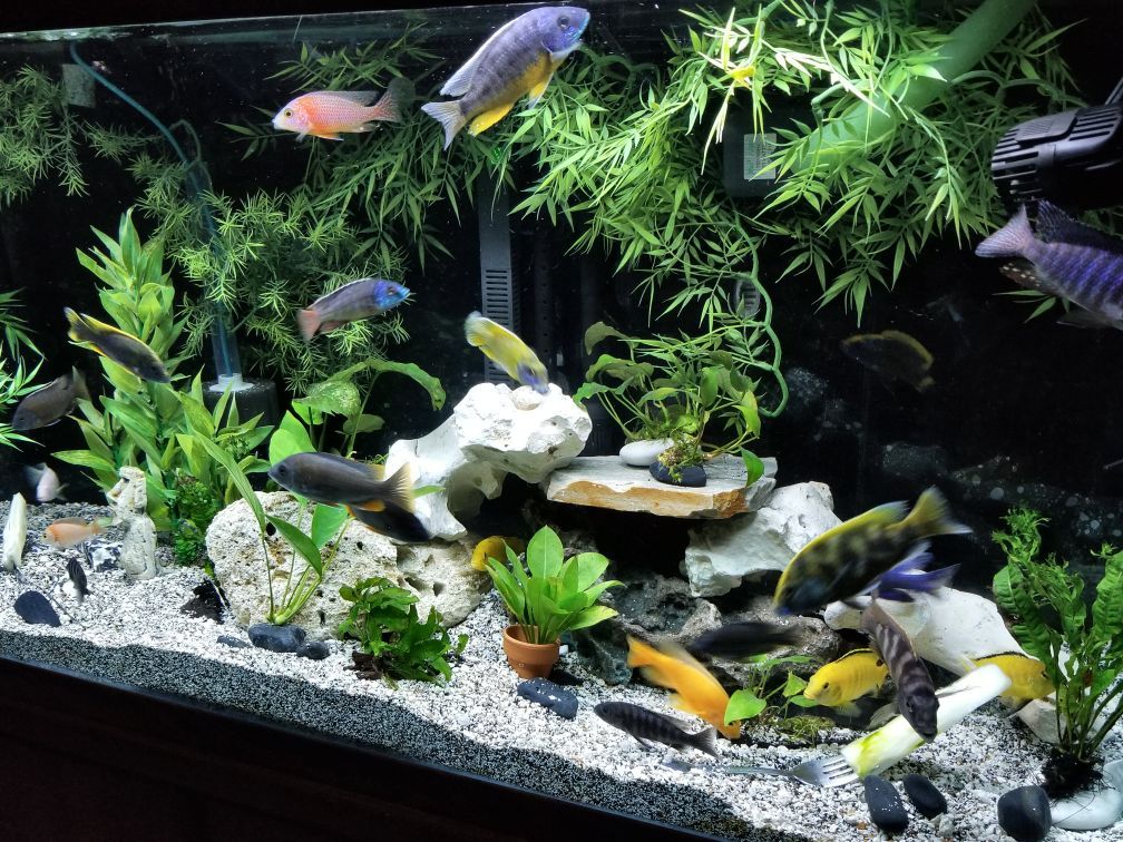 PENDING SALE-Oceanic Fish Tank-112 gallon aquarium