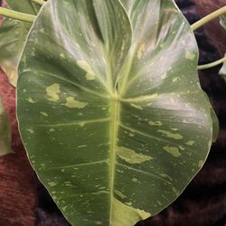 Large Variegate Jose Buono Plant Cutting (pls Read Description Below)