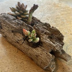 Driftwood Planter Decoration 