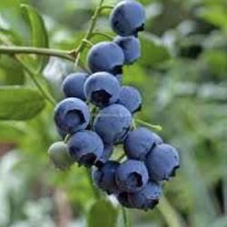 Bluberry Plant