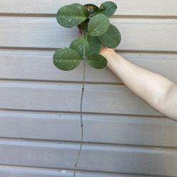 4” hoya obovata 